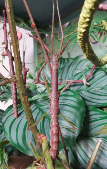 Nui Chua Rabaeyae Eggs Approx. 5-10 - Vietnamese