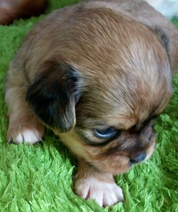 Girl chorkie/shit zu