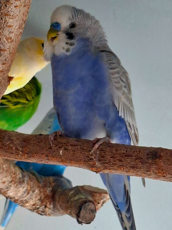 Mauve Budgie