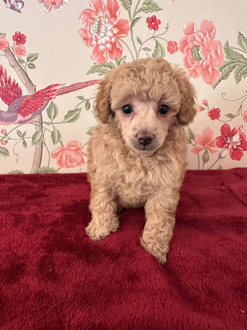 Extensively Health Tested kc toy poodle puppies