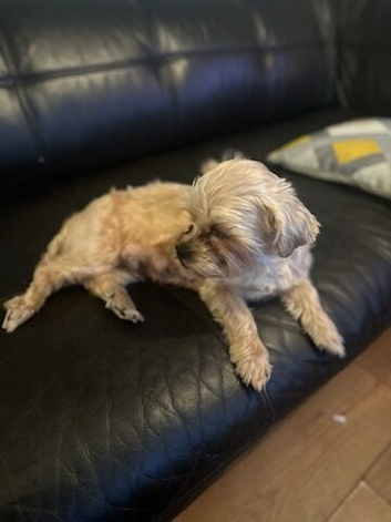 Cocker shih tzu