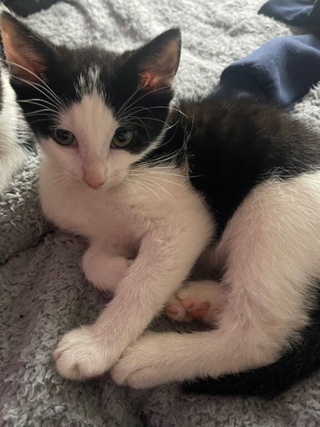 3 month old kitten