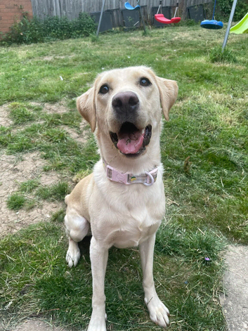Beautiful Yellow Labrador for Sale &ndash; Malibu (19 Months Old)