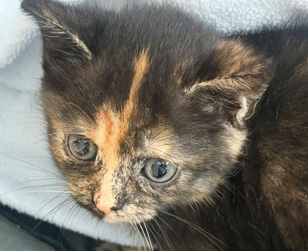 Kitten for sale
