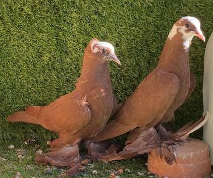 Iraqi pigeon