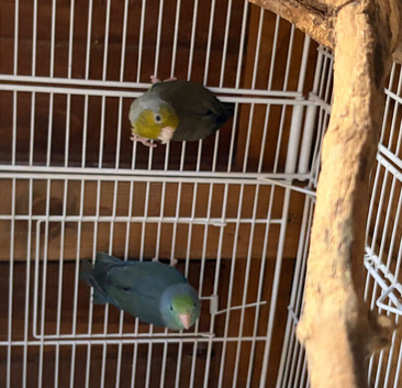 Three parrotlets