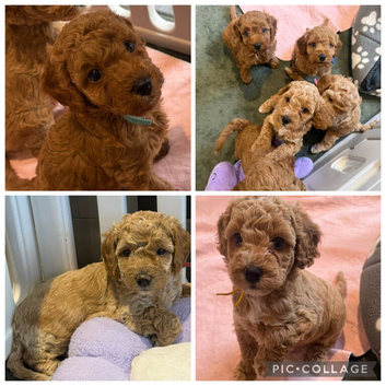 5 beautiful Cavapoo f1b puppies 3 girls 2 boys