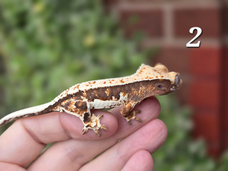 Various crested geckos