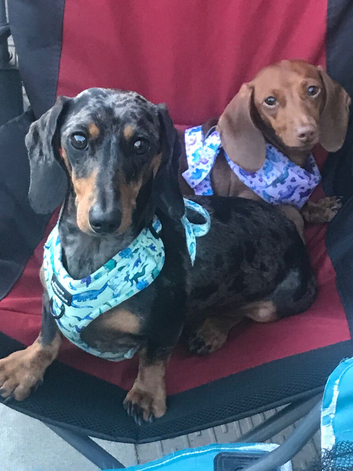 Dachshund pair