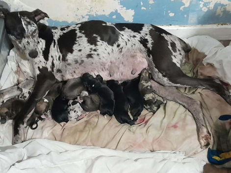 Lurcher Saluki cross puppies