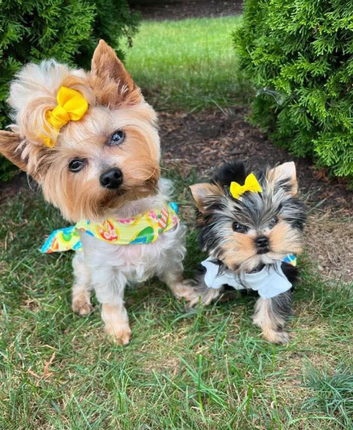 This Yorkshire terrier boy is available again
