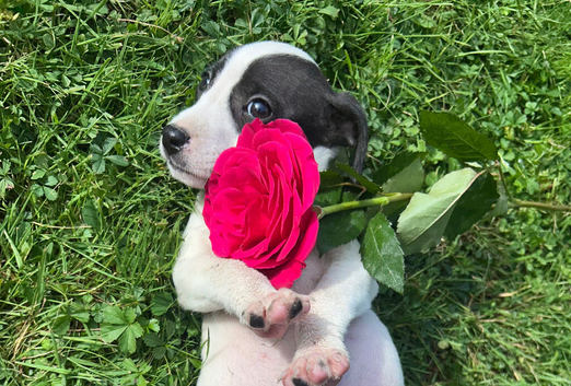 Jack Russell