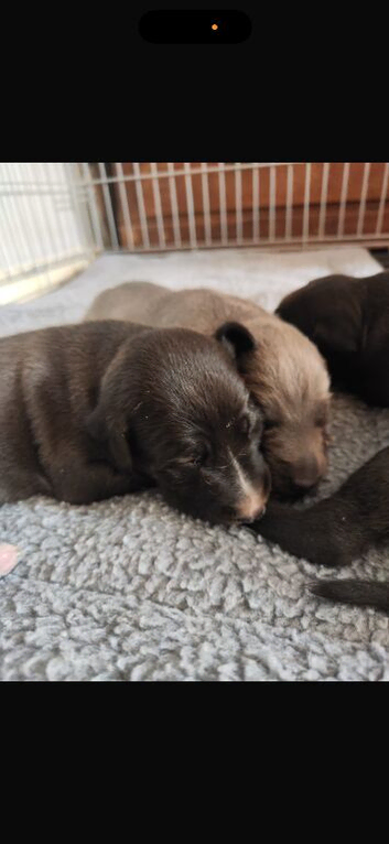 Bedlington whippet puppies