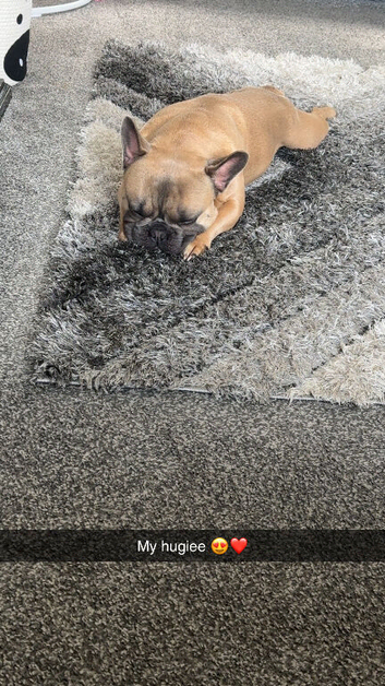 Frenchie looking for a forever home