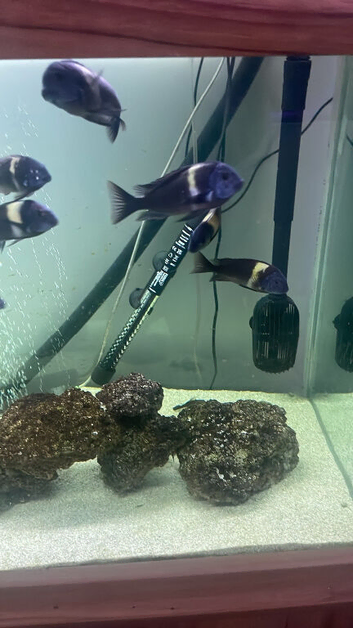 Fish tank