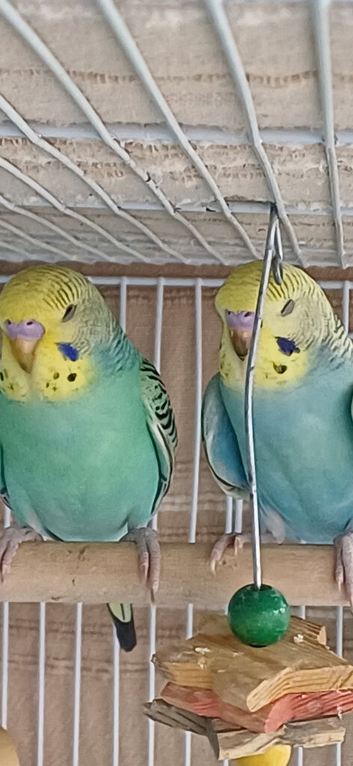 Pair of young cocks