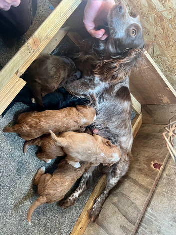 Cockapoo Puppies For Sale