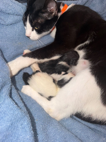 2 kittens available