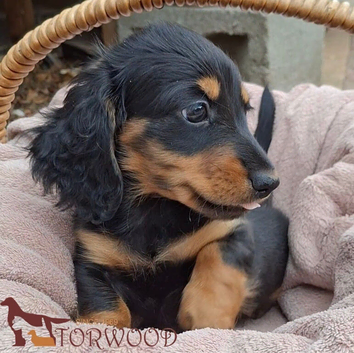 Miniature longhaired Dachshund puppies