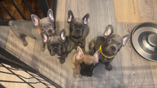 4 little puppies looking for there forever home