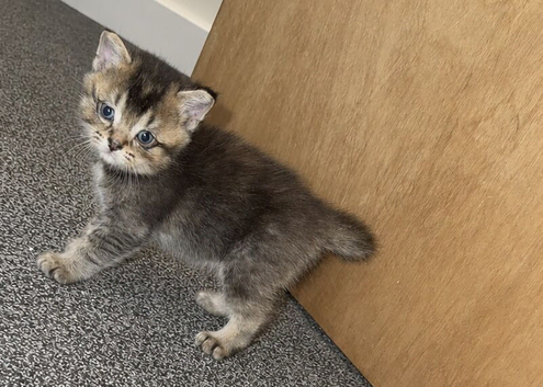 Beautiful female Scottish straight kittens for sale