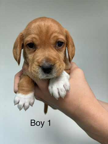 Cockerjack puppies for sale!! 4 boys 2 girls