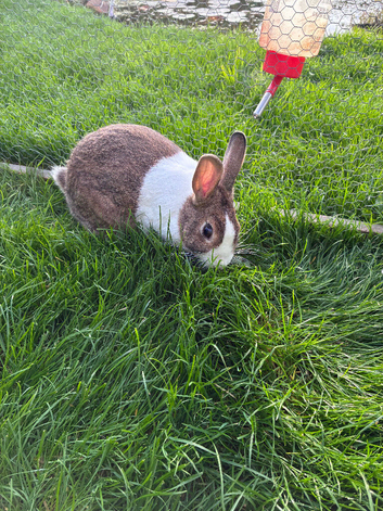 Dutch Doe Looking for a new home
