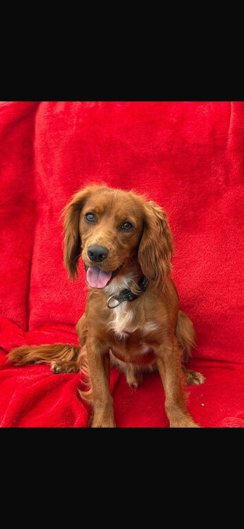 Cocker spaniel looking for forever home..