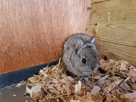 Genuine Netherland Dwarf. NOW RESERVED.