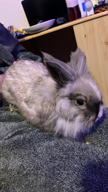 9 month old lion head rabbit