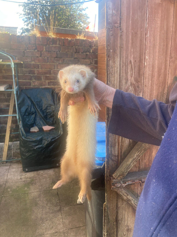 Ferrets for sale