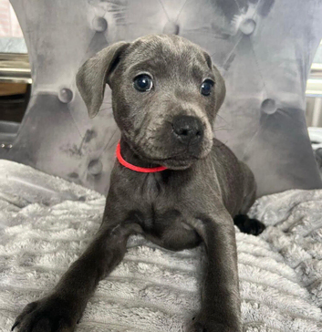 Blue staffordshire bull terrier puppies
