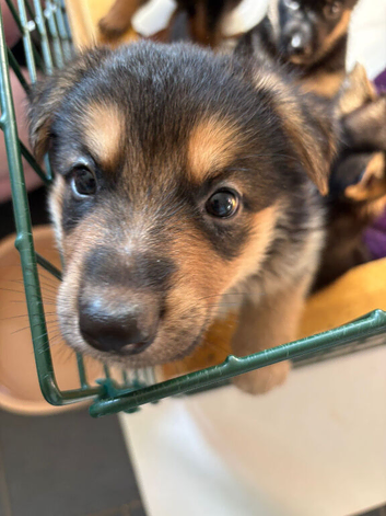 German shepherd puppy