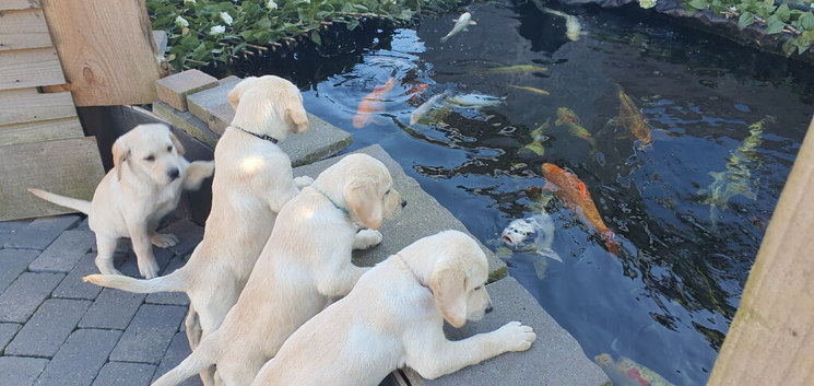 Goldador puppies two boys left waiting for new homes