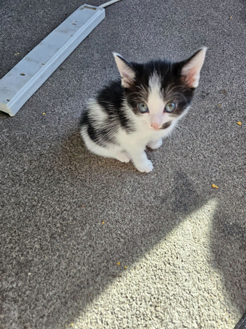 All female kittens