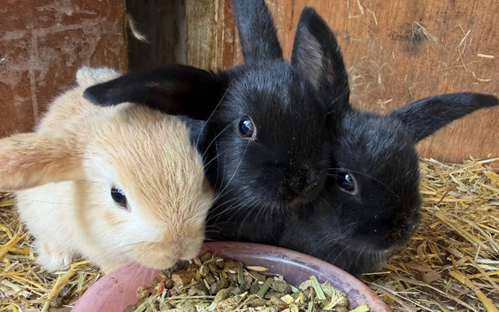Baby rabbits