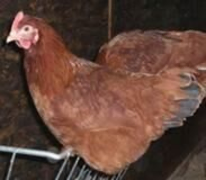POL hybrid hens, variety of breeds/colours