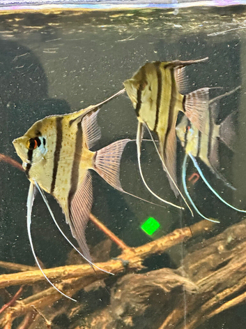 5 x f2 Rio nanay angelfish