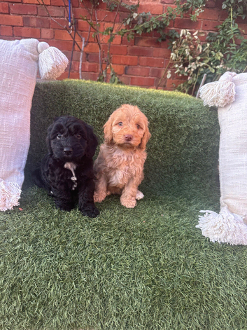 Cockapoo puppies