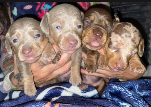 Beautiful miniature Dachshunds