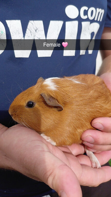 Guinea pig babies for sale