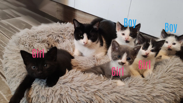 3 kittens available