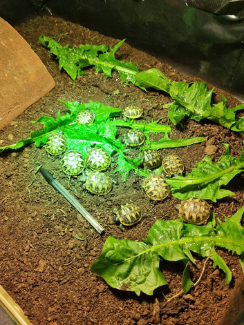 2026 Baby Hermann Tortoises for sale