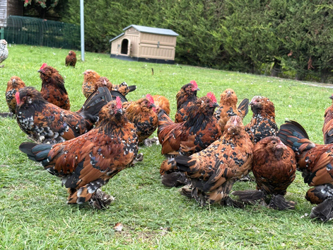 Millefleur Belgium d'Uccle bantams