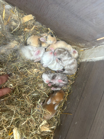 Netherland dwarf x mini lop