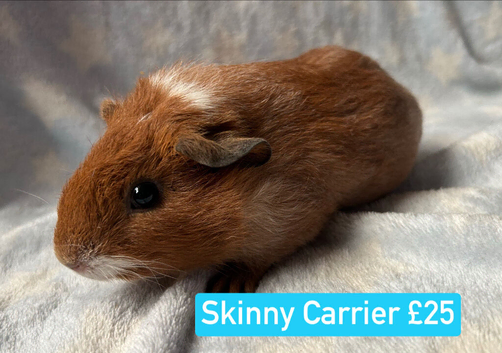 Skinny Carrier Guinea Pig Boar