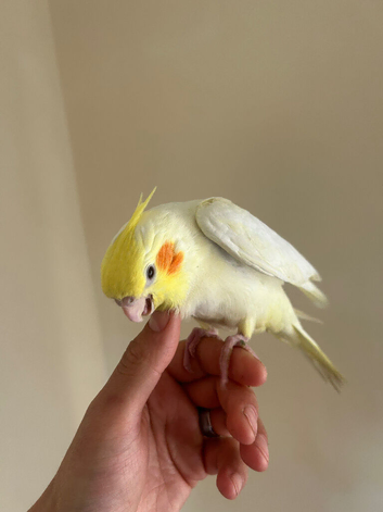 Lovely hand reared baby cockatiels