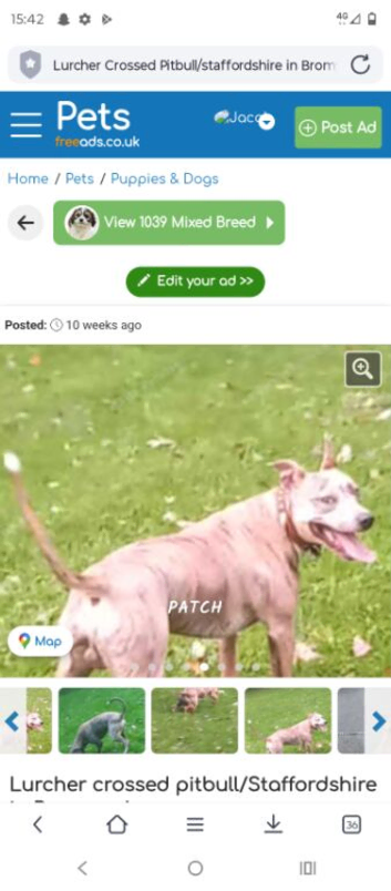 Lurtcher cross Staffordshire
