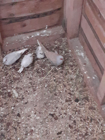 Diamond doves,budgies, lovebird cock
