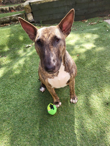 Sasha looking for her forever home